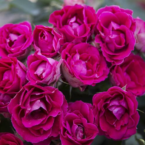 Rosa floribunda Czeslaw Milosz® interface.image 2 interface.art 6192