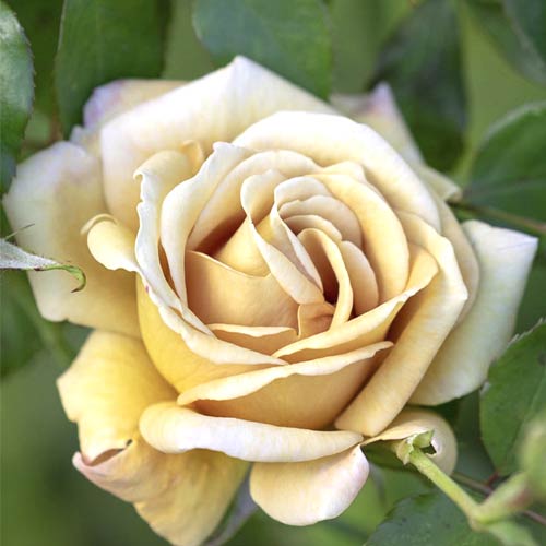 Rosa floribunda Honey Dijon®, C5 interface.image 1 interface.art 6144