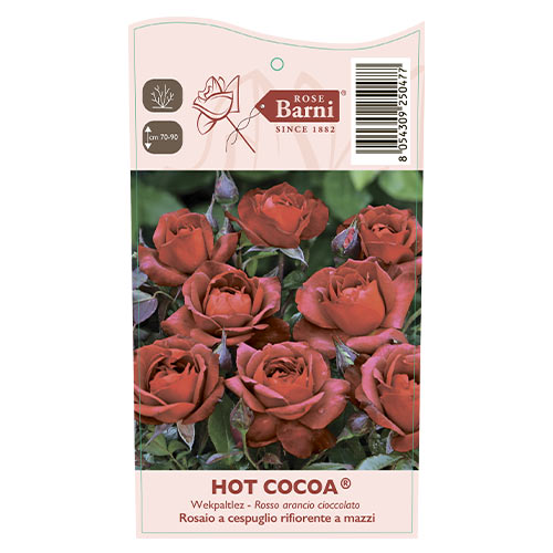 Rosa floribunda Hot Cocoa®, C5 interface.image 5 interface.art 5509