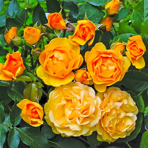 Rosa floribunda Julia Child®, C5 interface.image 1 interface.art 5511