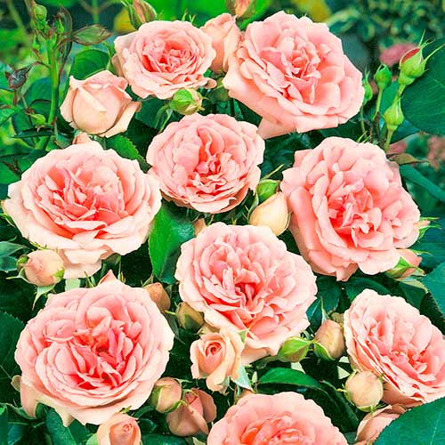 Rosa floribunda Kimono, root ball interface.art photo 1 Rosa floribunda Kimono, root ball interface.image 1 interface.art 2253