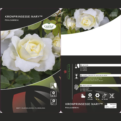Rosa floribunda Kronprinsesse Mary ®, С5 interface.image 2 interface.art 4970