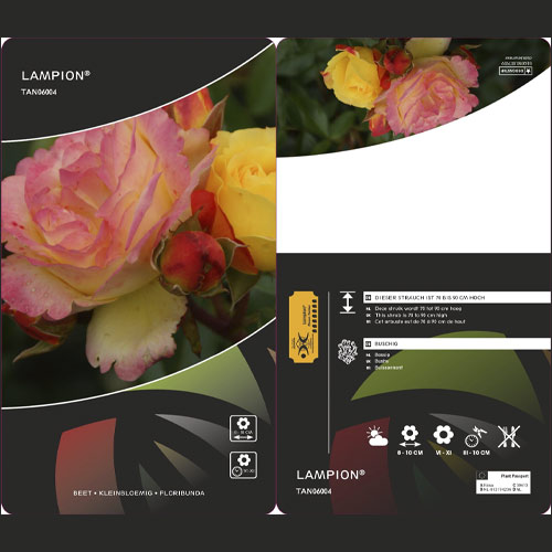 Rosa floribunda Lampion ®, С3 interface.art photo 3 Rosa floribunda Lampion ®, С3 interface.image 3 interface.art 6175