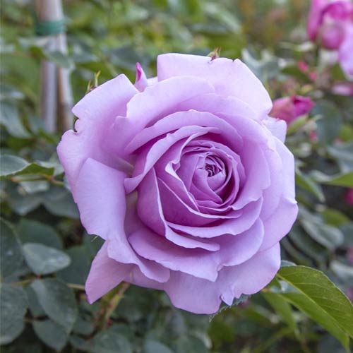 Rosa floribunda Love Song®, C5 interface.image 2 interface.art 5545