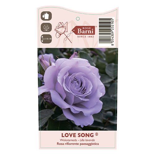 Rosa floribunda Love Song®, C5 interface.image 5 interface.art 5545
