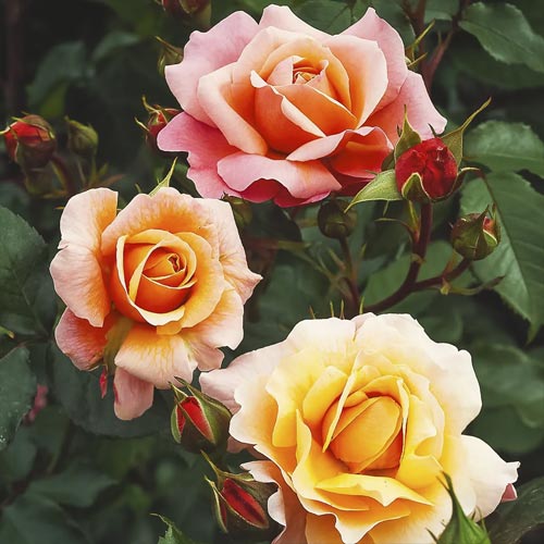 Rosa floribunda Marie Curie ®, С3 interface.image 1 interface.art 6176