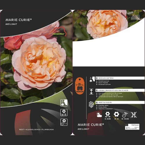 Rosa floribunda Marie Curie ®, С3 interface.image 3 interface.art 6176