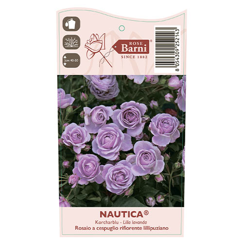 Rosa floribunda Nautica®, C5 interface.art photo 4 Rosa floribunda Nautica®, C5 interface.image 4 interface.art 6150