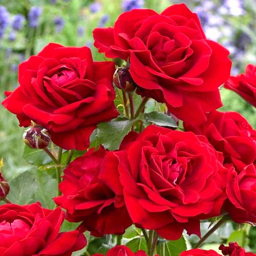 Rosa floribunda Nina, root ball interface.art photo 1 Rosa floribunda Nina, root ball interface.image 1 interface.art 2196