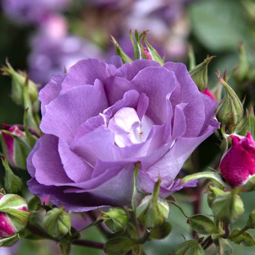 Rosa floribunda Pacific Dream®, C5 interface.image 2 interface.art 6148