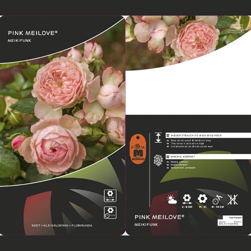 Rosa floribunda Pink Meilove ®, С5 interface.image 2 interface.art 4554