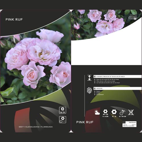 Rosa floribunda Pink Ruf, С5 interface.art photo 2 Rosa floribunda Pink Ruf, С5 interface.image 2 interface.art 6177
