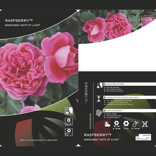 Rosa floribunda Raspberry ™, С3 interface.art photo 3 Rosa floribunda Raspberry ™, С3 interface.image 3 interface.art 6178