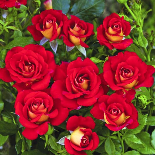 Rosa floribunda Ketchup-Mustard®, C5 interface.art photo 1 Rosa floribunda Ketchup-Mustard®, C5 interface.image 1 interface.art 5512