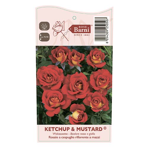 Rosa floribunda Ketchup-Mustard®, C5 interface.art photo 4 Rosa floribunda Ketchup-Mustard®, C5 interface.image 4 interface.art 5512
