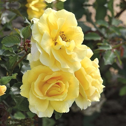 Rosa floribunda Urban ™ Fashion ®, С3 interface.art photo 1 Rosa floribunda Urban ™ Fashion ®, С3 interface.image 1 interface.art 5008