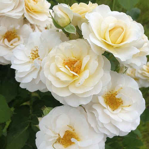 Rosa floribunda Zorza® interface.art photo 2 Rosa floribunda Zorza® interface.image 2 interface.art 6190