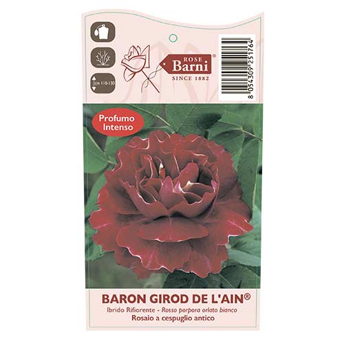 Rosa trepadora Baron Girod De L'ain, C5 interface.image 3 interface.art 6141