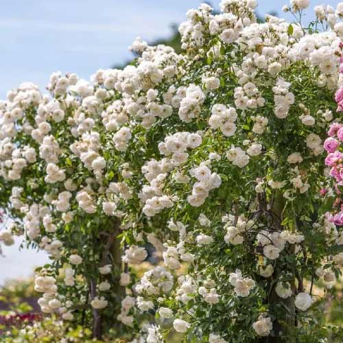 Rosa trepadora Climbing Iceberg, root ball interface.image 1 interface.art 2148