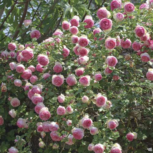 Rosa trepadora Eden Rose®, C3 interface.art photo 1 Rosa trepadora Eden Rose®, C3 interface.image 1 interface.art 4559