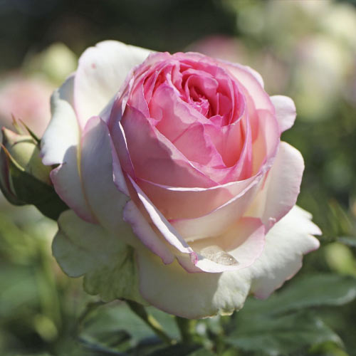 Rosa trepadora Eden Rose®, C3 interface.art photo 2 Rosa trepadora Eden Rose®, C3 interface.image 2 interface.art 4559