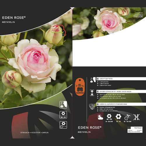 Rosa trepadora Eden Rose®, C3 interface.art photo 3 Rosa trepadora Eden Rose®, C3 interface.image 3 interface.art 4559
