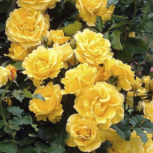 Rosa trepadora Golden Climber®, C3 interface.art photo 1 Rosa trepadora Golden Climber®, C3 interface.image 1 interface.art 5826