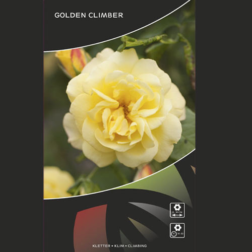 Rosa trepadora Golden Climber®, C3 interface.art photo 3 Rosa trepadora Golden Climber®, C3 interface.image 3 interface.art 5826