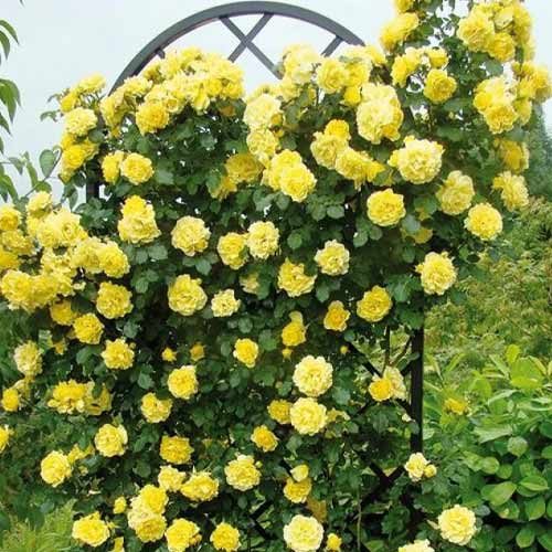 Rosa trepadora Golden Showers, root ball interface.image 1 interface.art 2157