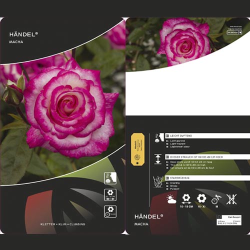 Rosa trepadora Händel ®, С3 interface.art photo 3 Rosa trepadora Händel ®, С3 interface.image 3 interface.art 6179