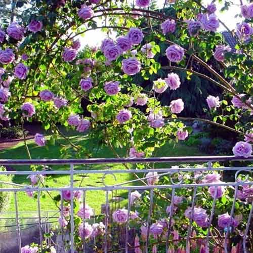 Rosa trepadora Indigoletta, root ball interface.image 1 interface.art 2164