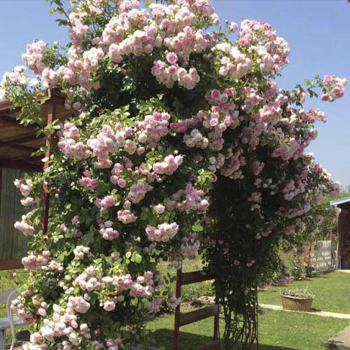 Rosa trepadora Jasmina ®, С5 interface.art photo 1 Rosa trepadora Jasmina ®, С5 interface.image 1 interface.art 6180