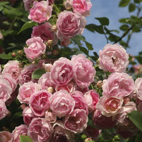 Rosa trepadora Jasmina ®, С5 interface.art photo 2 Rosa trepadora Jasmina ®, С5 interface.image 2 interface.art 6180