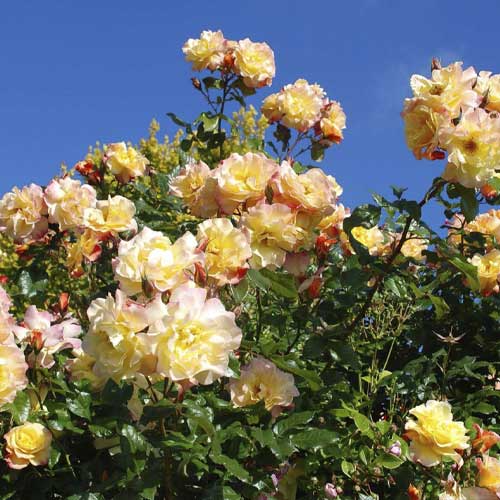 Rosa trepadora Moonlight ®, С5 interface.art photo 1 Rosa trepadora Moonlight ®, С5 interface.image 1 interface.art 6181