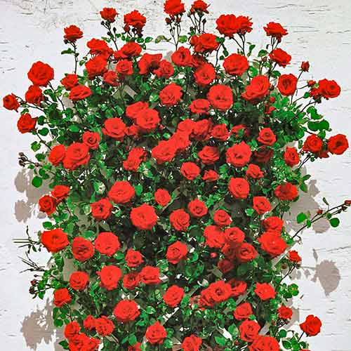 Rosa trepadora Mushimara, root ball interface.art photo 1 Rosa trepadora Mushimara, root ball interface.image 1 interface.art 2171