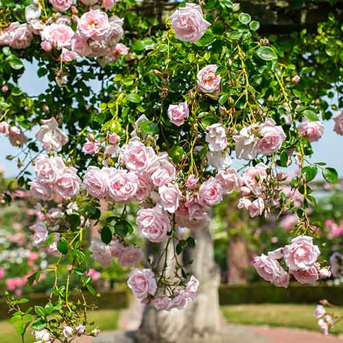 Rosa trepadora New Dawn interface.image 1 interface.art 2172