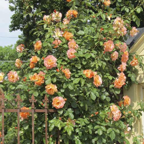 Rosa trepadora Orange Climbing interface.image 1 interface.art 6253