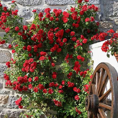 Rosa trepadora Paul's Scarlet, root ball interface.art photo 1 Rosa trepadora Paul's Scarlet, root ball interface.image 1 interface.art 2176