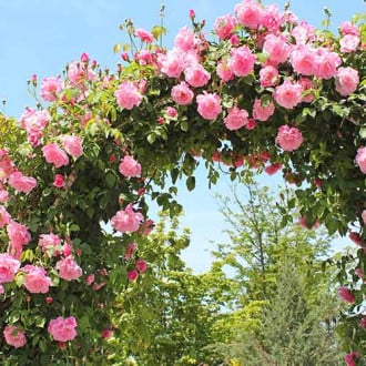 Rosa trepadora Pink, root ball interface.art photo 1 Rosa trepadora Pink, root ball interface.image 1 interface.art 2180