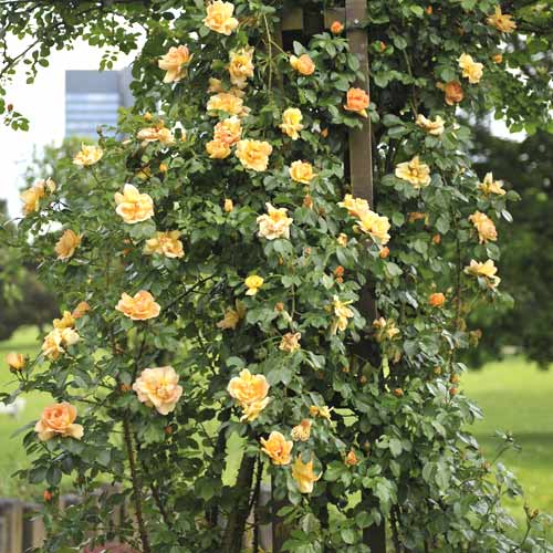 Rosa trepadora Redova ®, С5 interface.art photo 1 Rosa trepadora Redova ®, С5 interface.image 1 interface.art 6182