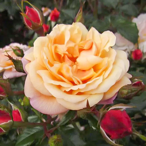 Rosa trepadora Susie ®, С5 interface.image 2 interface.art 6183