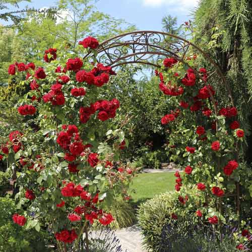 Rosa trepadora Amadeus®, C5 interface.art photo 1 Rosa trepadora Amadeus®, C5 interface.image 1 interface.art 5490