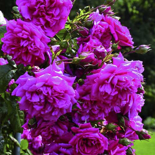 Rosa trepadora Laguna®, C5 interface.image 2 interface.art 5495