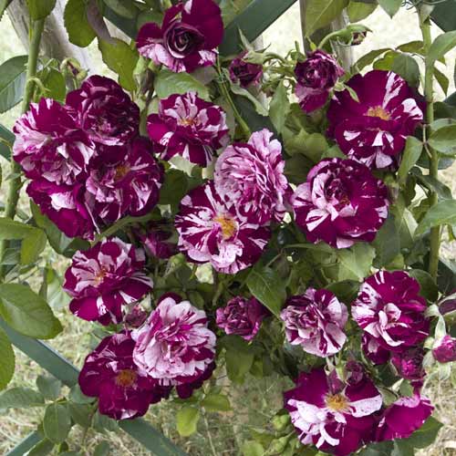 Rosa trepadora New Imagine®, C5 interface.image 1 interface.art 5496