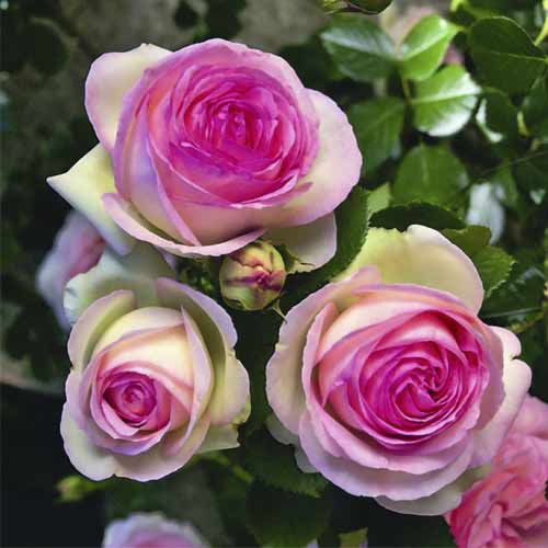 Rosa trepadora Pierre de Ronsard®, C5 interface.image 2 interface.art 5497