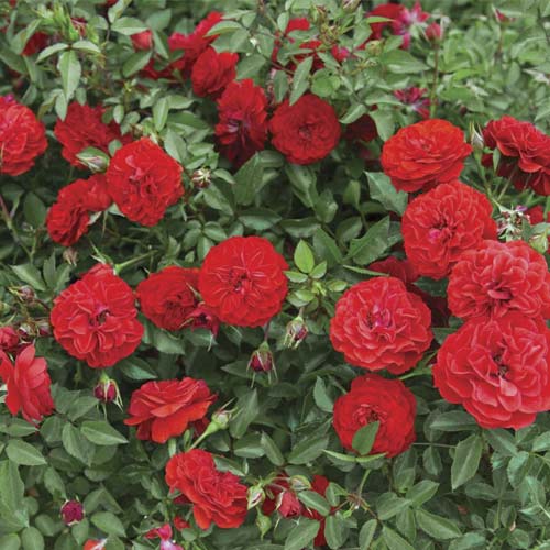 Rosa mini Big Bang®, C5 interface.image 1 interface.art 5552