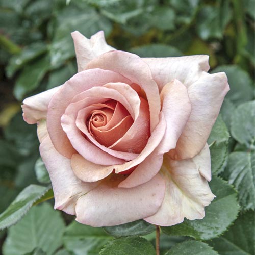 Rosa de flor grande Mokarosa®, C5 interface.image 1 interface.art 5535