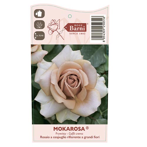 Rosa de flor grande Mokarosa®, C5 interface.image 3 interface.art 5535