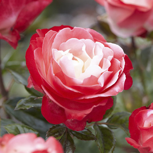 Rosa de flor grande Nostalgie®, C3 interface.art photo 1 Rosa de flor grande Nostalgie®, C3 interface.image 1 interface.art 4563