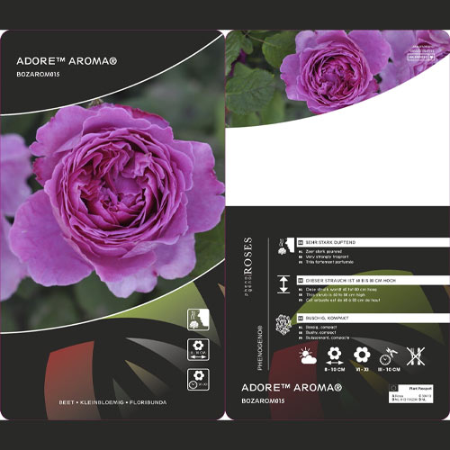 Rosa floribunda Adore Aroma®, С3 interface.image 3 interface.art 2065